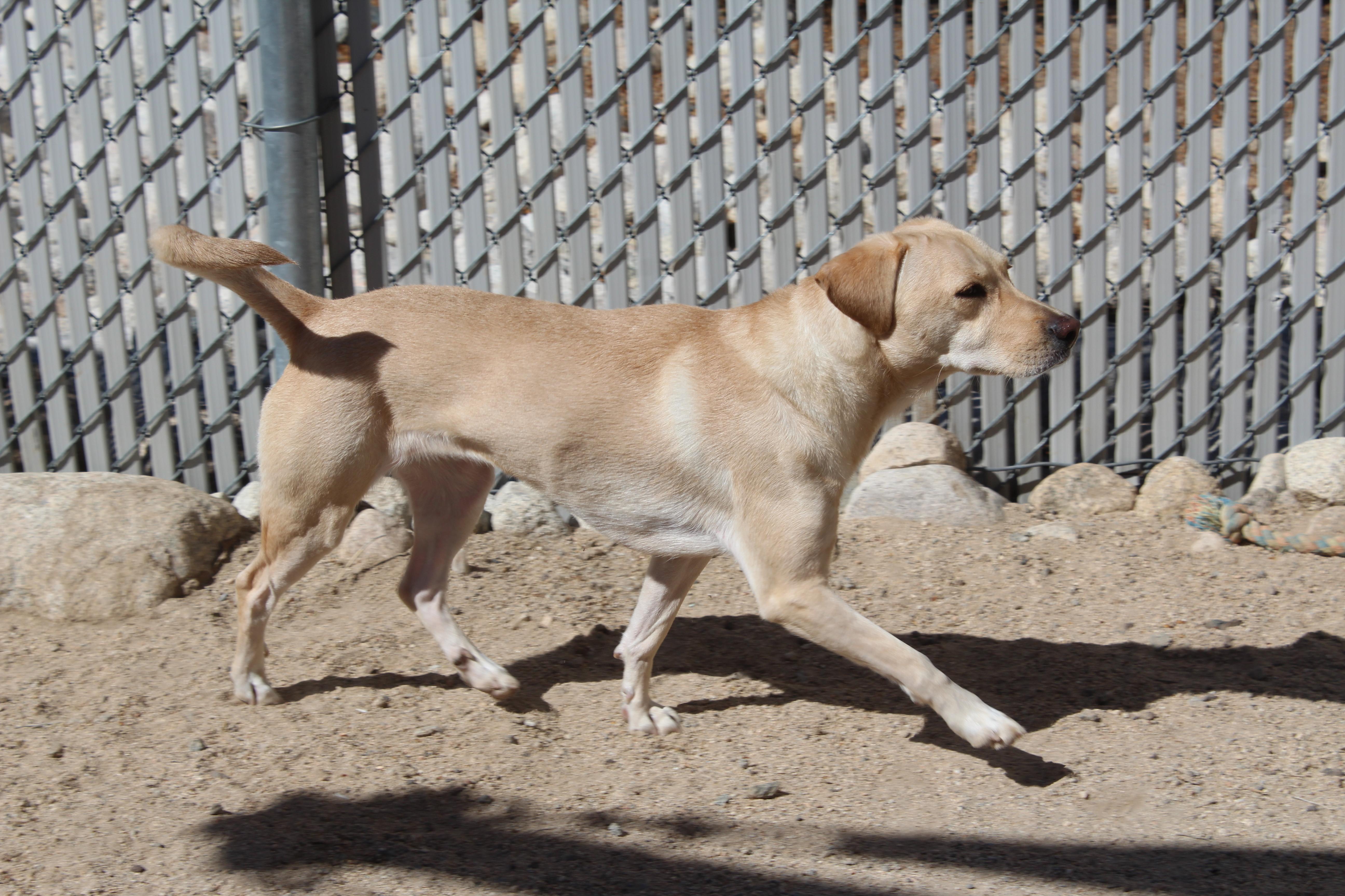 An adult medium-sized female Apricot / Beige Labrador Retriever dog named Estrella for adoption in Yucca Valley, CA