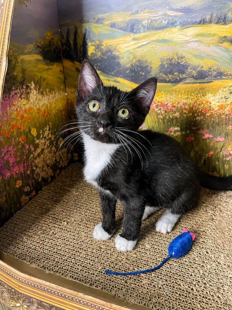 A baby small-sized female Black & White / Tuxedo American Shorthair cat named Babe for adoption in Fort Pierce, FL