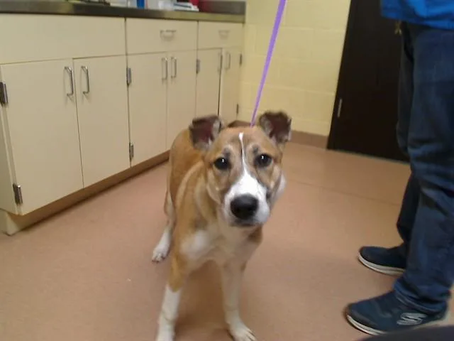 A young medium-sized female Collie dog named Deja for adoption in Cookeville, TN