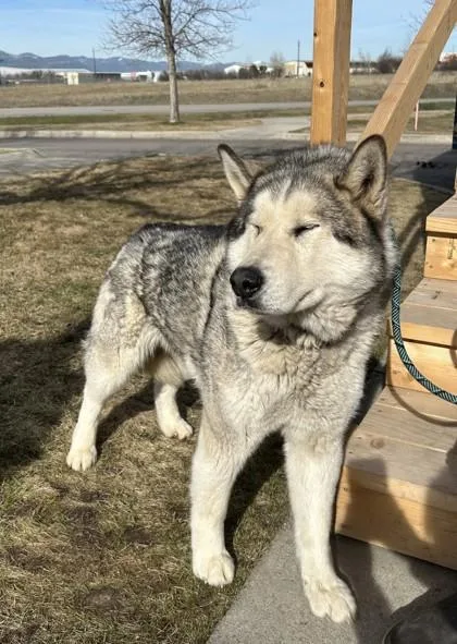 An adult large-sized female Alaskan Malamute dog named Tori for adoption in Missoula, MT