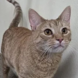 A young medium-sized female Tabby (Orange / Red) Domestic Short Hair cat named Yuta for adoption in Minneapolis, MN