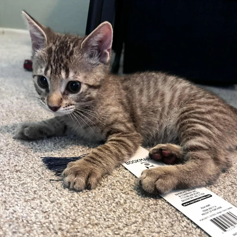 Han Solo