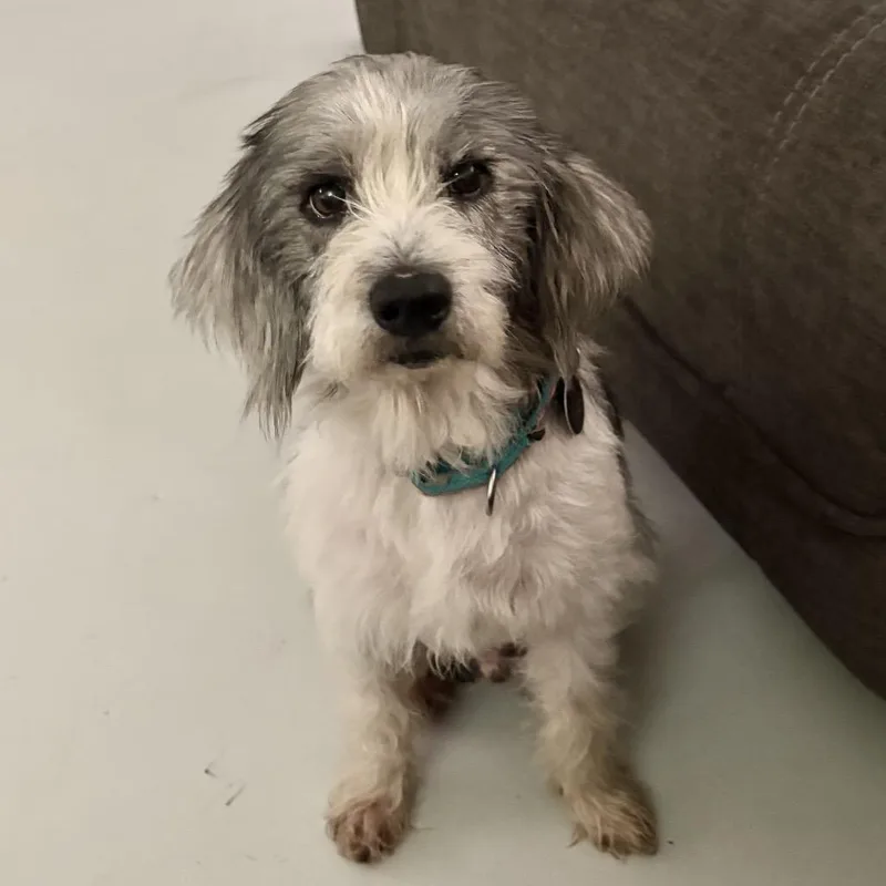 An adult small-sized male Gray / Blue / Silver Mixed Breed dog named Rette for adoption in Fredericksburg, VA