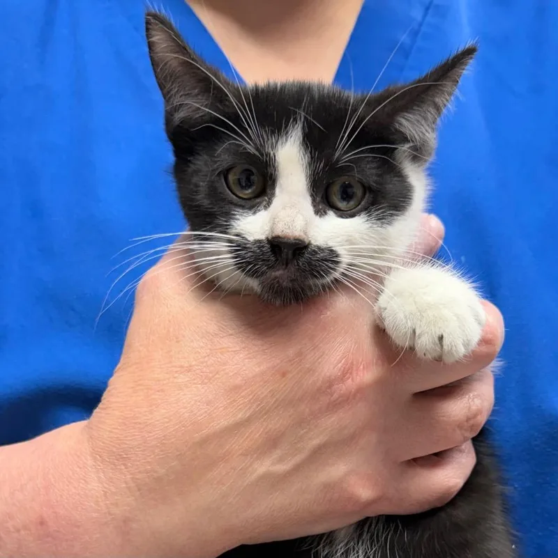 A baby small-sized male Domestic Short Hair cat named Freddy Krueger for adoption in Ewing, NJ