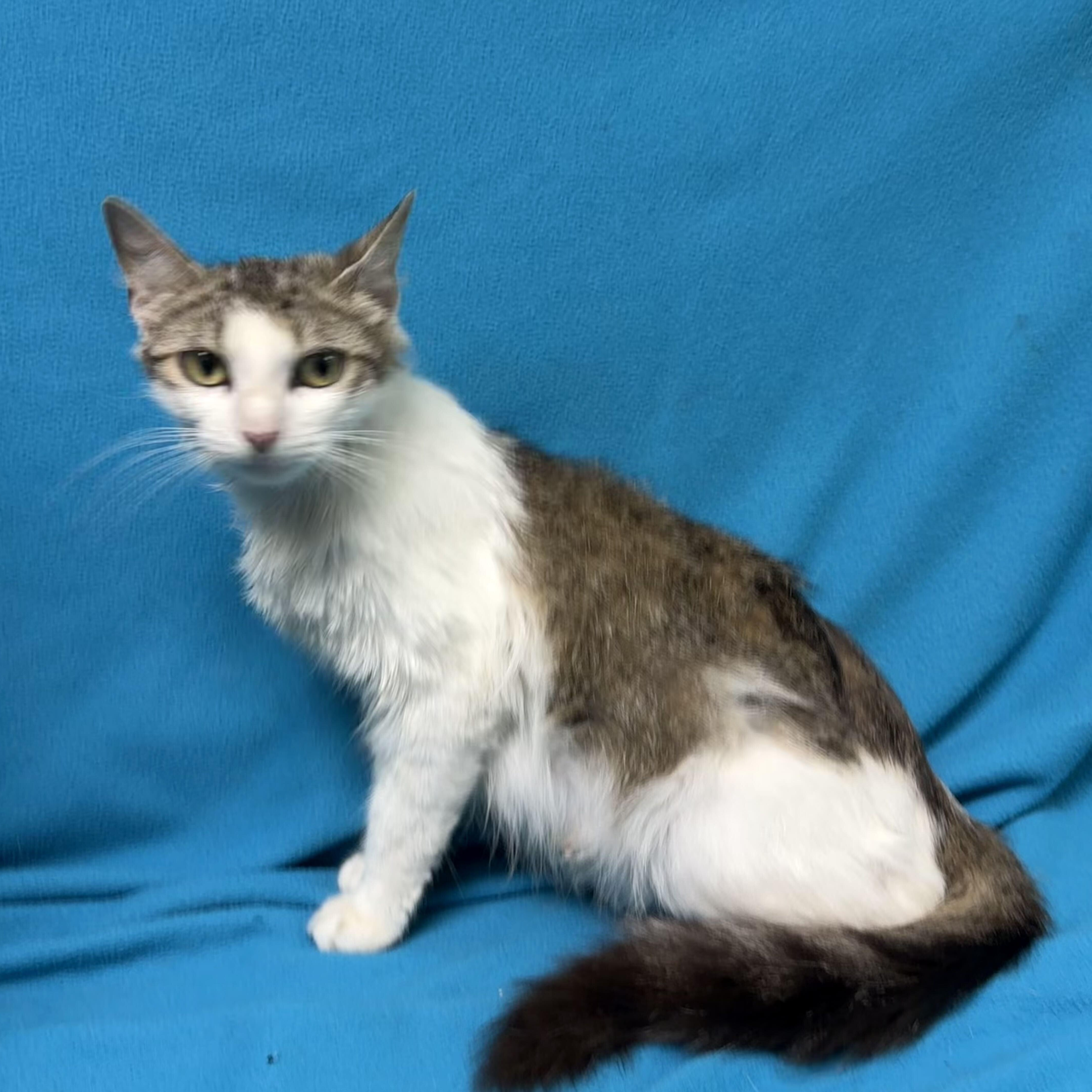 A young medium-sized female White Domestic Short Hair cat named Dandelion for adoption in Valdosta, GA