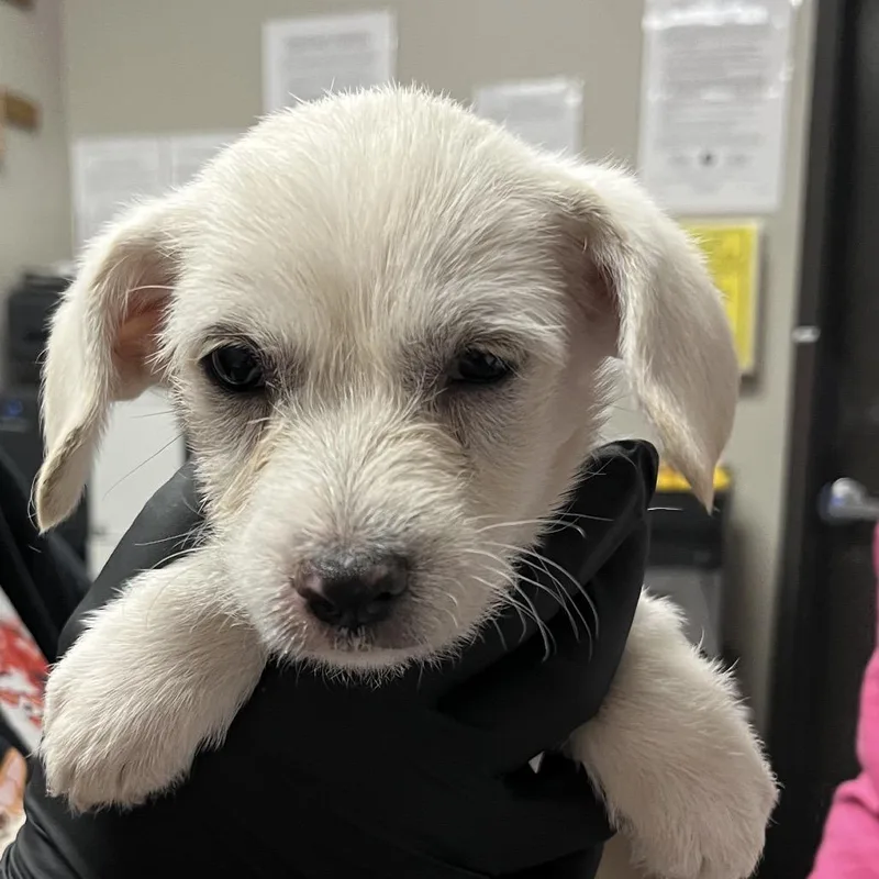 A baby small-sized female White / Cream Terrier dog named Gummy Bear for adoption in Yuma, AZ