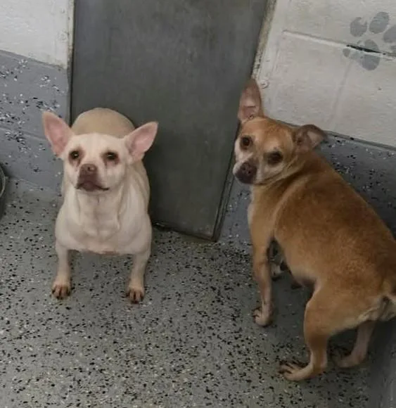 Trixie And Stitch