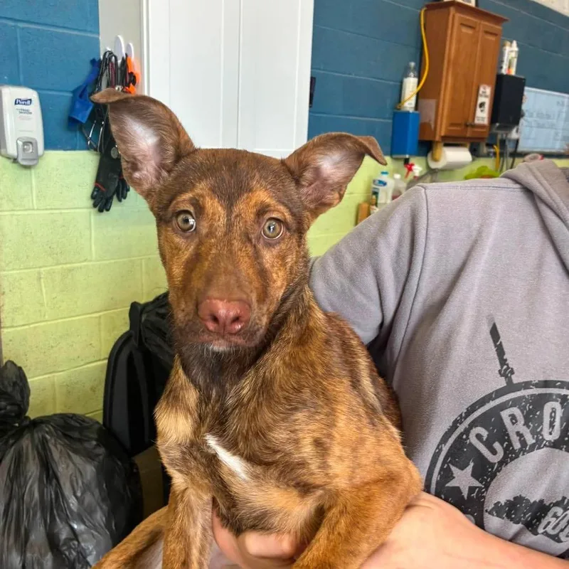 A baby small-sized female Mixed Breed dog named Rudolph for adoption in Corbin, KY