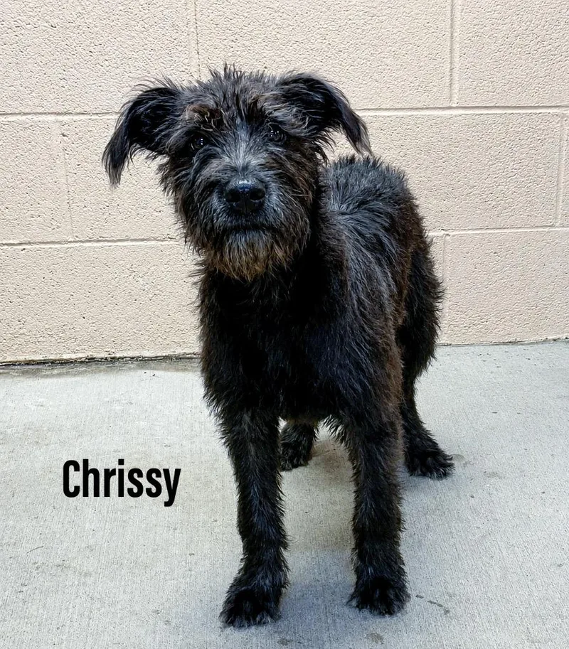Chrissy