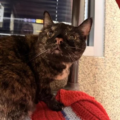 A senior medium-sized female Domestic Short Hair cat named Marta for adoption in Merriam, KS