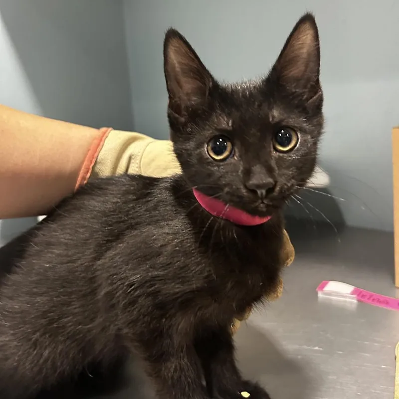 A baby small-sized female Black Domestic Short Hair cat named Goose for adoption in Chattanooga, TN