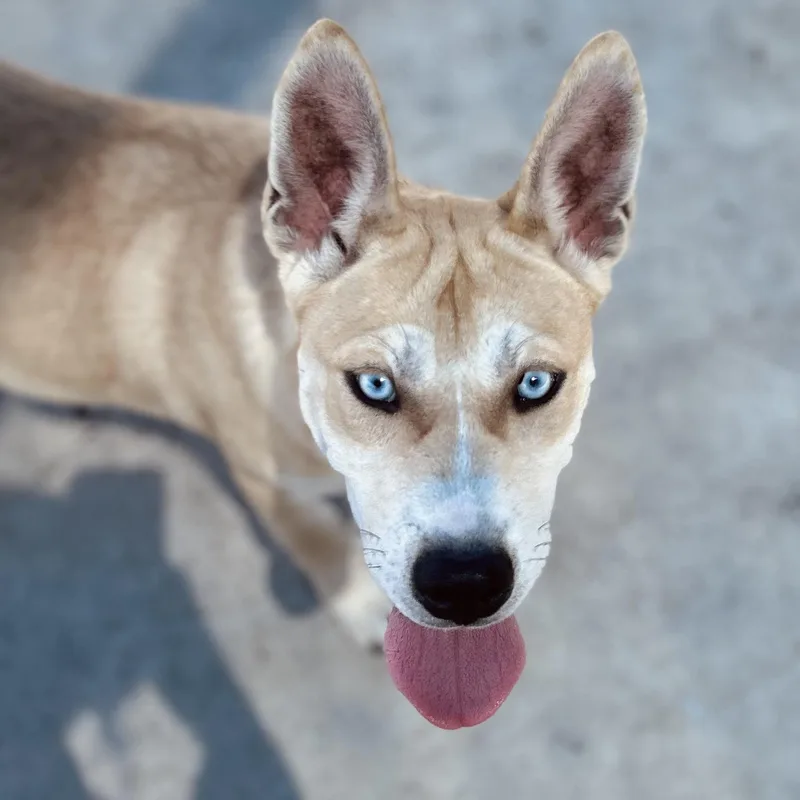 A baby medium-sized female Apricot / Beige Husky dog named Callie for adoption in Seguin, TX