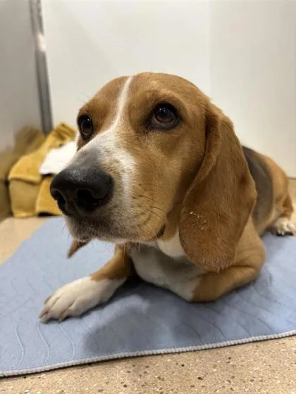 An adult medium-sized female Mixed Breed dog named Lucy for adoption in West Chester, PA