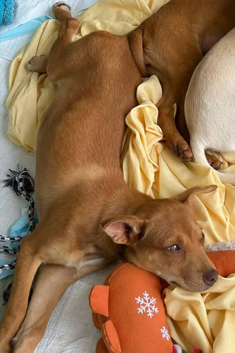 A baby small-sized male Miniature Pinscher dog named Pinnochio Puppet for adoption in Wakefield, RI
