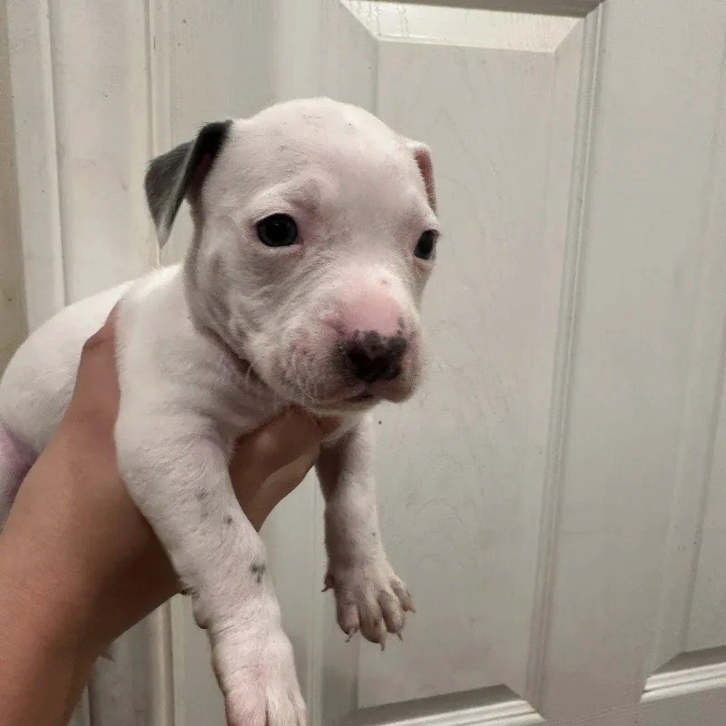 A baby medium-sized male White / Cream Pit Bull Terrier dog named Squid for adoption in Agua Dulce, CA