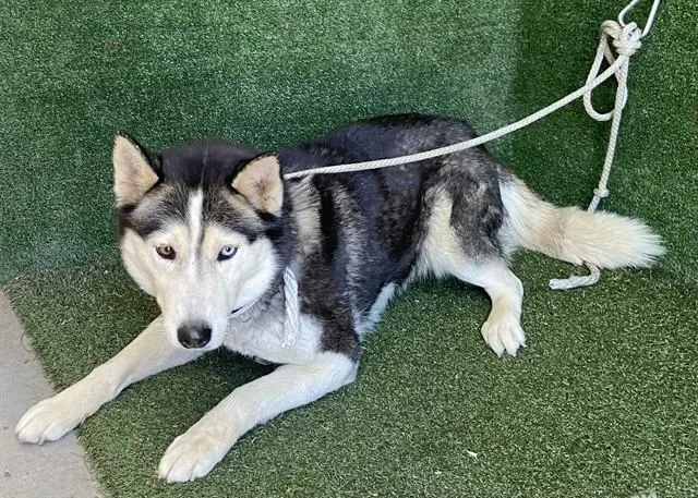An adult medium-sized female Siberian Husky dog named Velvet for adoption in Lancaster, CA
