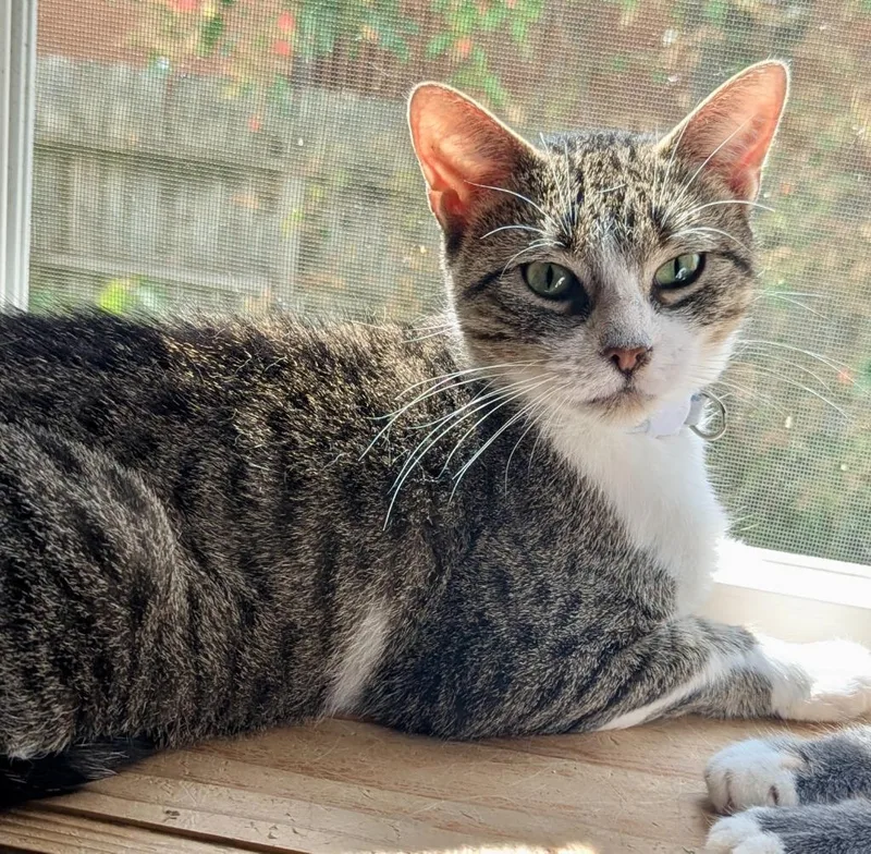 An adult medium-sized female Domestic Short Hair cat named Sky for adoption in Rice Lake, WI