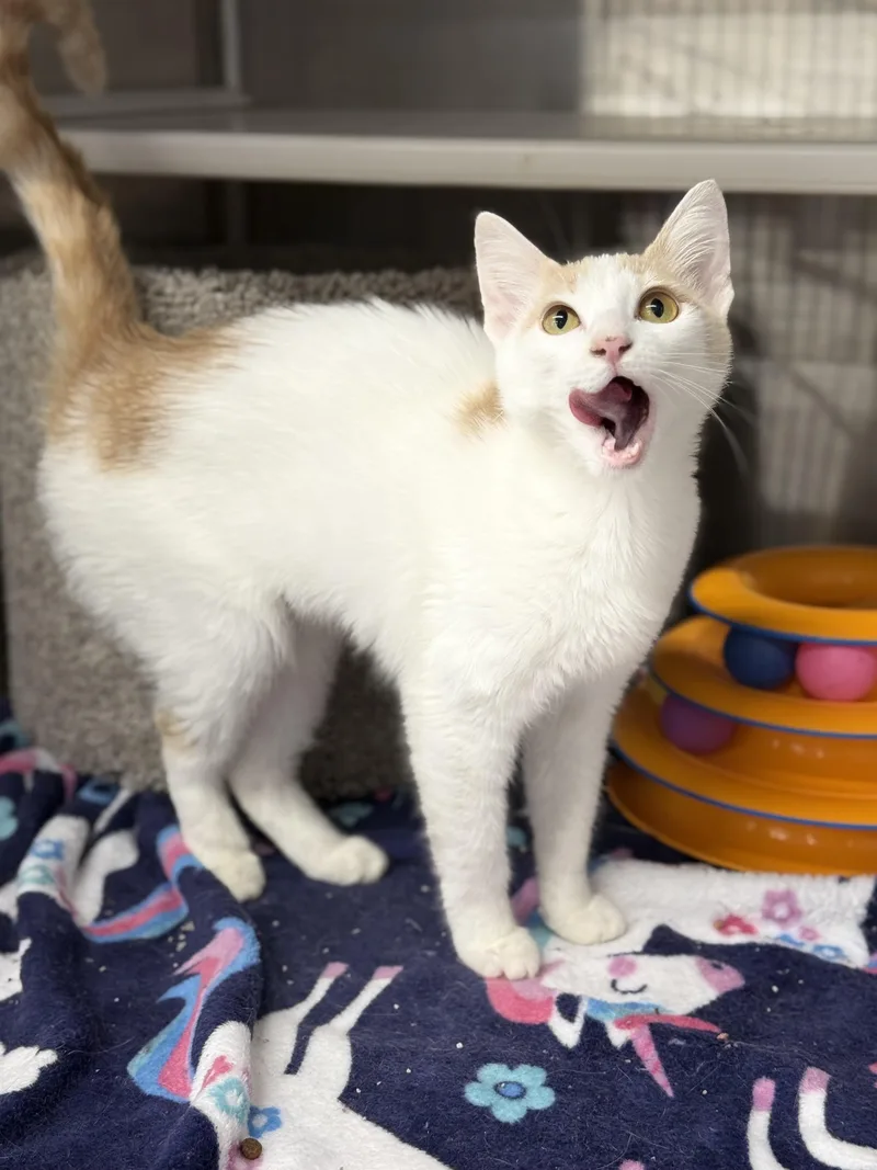 A young medium-sized female Orange & White Domestic Short Hair cat named Mango for adoption in Magnolia, TX