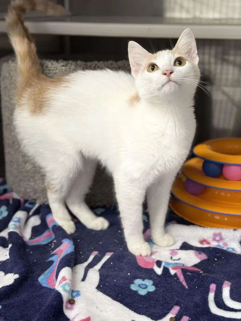 Mango thumbnail 4