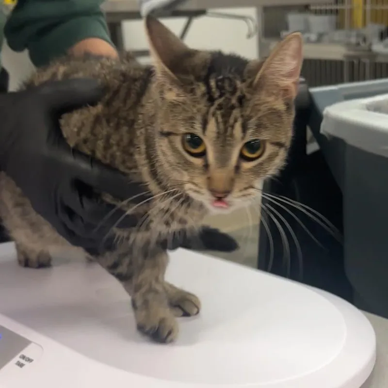 A young medium-sized female Brown / Chocolate Domestic Short Hair cat named Nancy for adoption in Manhattan, KS