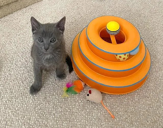A baby medium-sized female Gray / Blue / Silver Domestic Short Hair cat named Comet for adoption in Fremont, CA