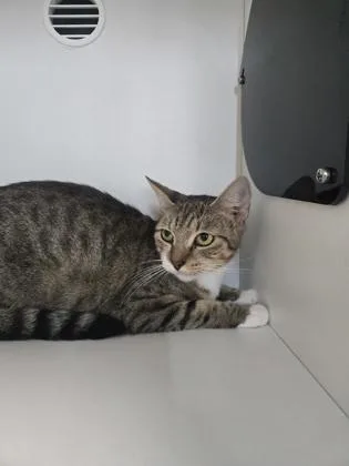 An adult small-sized female Domestic Short Hair cat named Gozer for adoption in Savannah, GA