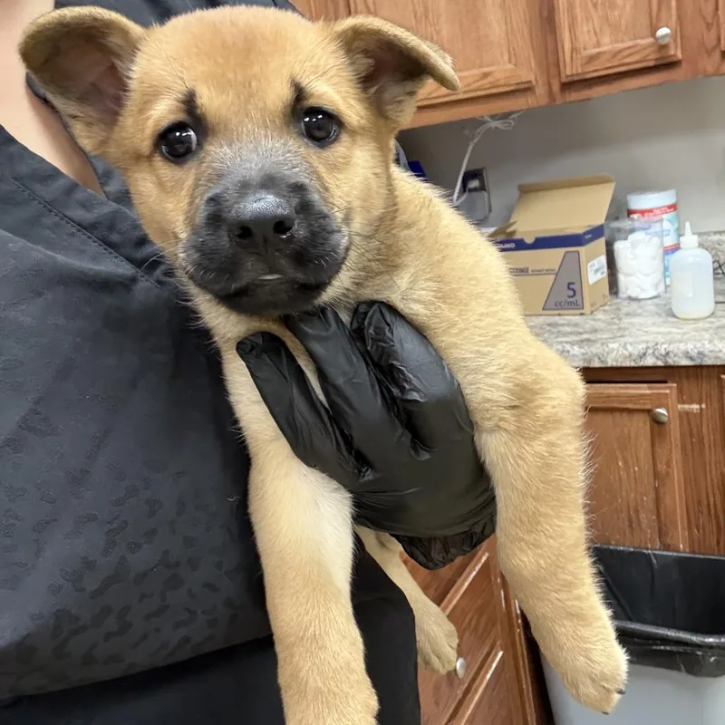 A baby small-sized female Shepherd dog named Alexa U for adoption in Tupelo, MS