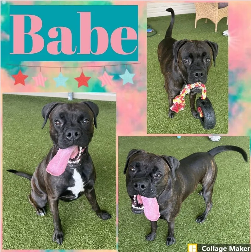 An adult large-sized female Boxer dog named Babe for adoption in Clearfield, PA