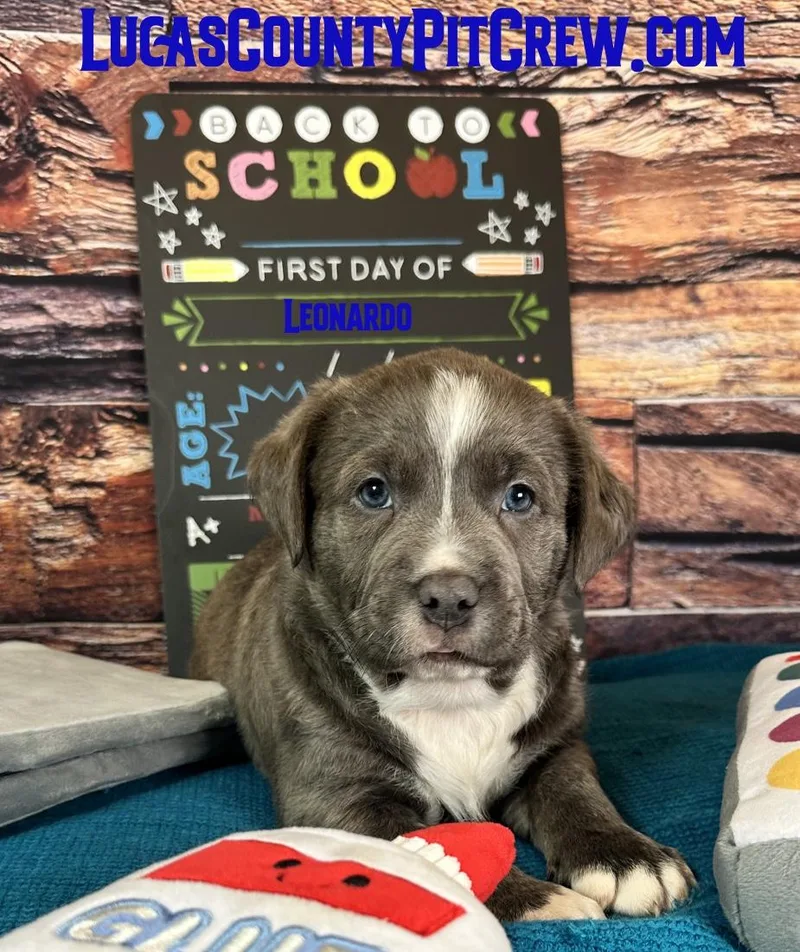 A baby medium-sized male Gray / Blue / Silver American Staffordshire Terrier dog named Leonardo for adoption in Toledo, OH