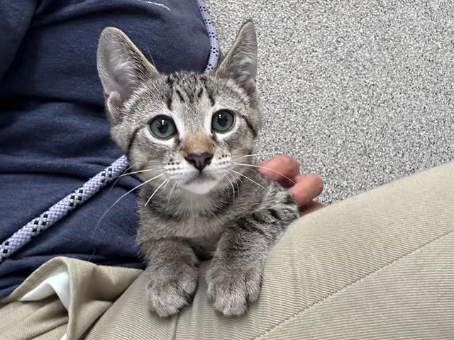 A baby small-sized male Domestic Short Hair cat named Mick for adoption in San Luis Obispo, CA
