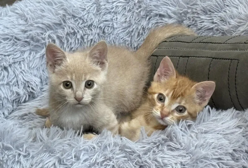 A baby medium-sized male Orange / Red Domestic Short Hair cat named Creamsicle for adoption in San Jose, CA