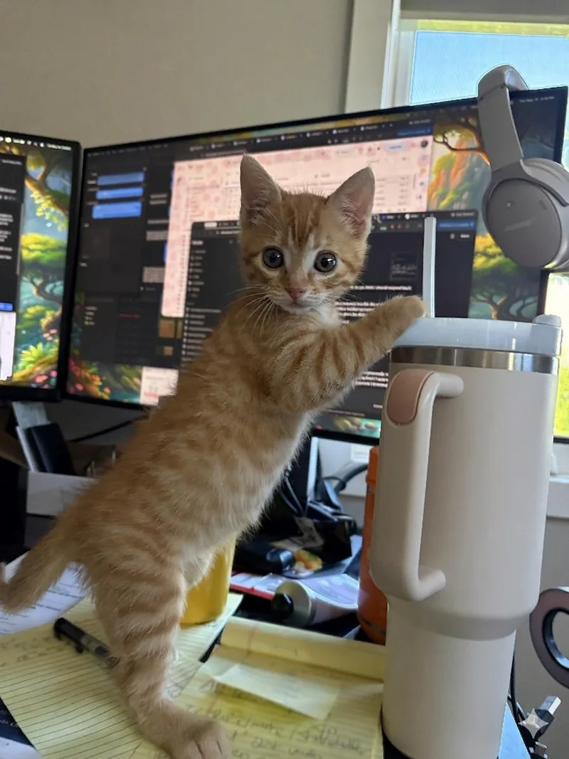 Creamsicle thumbnail 2