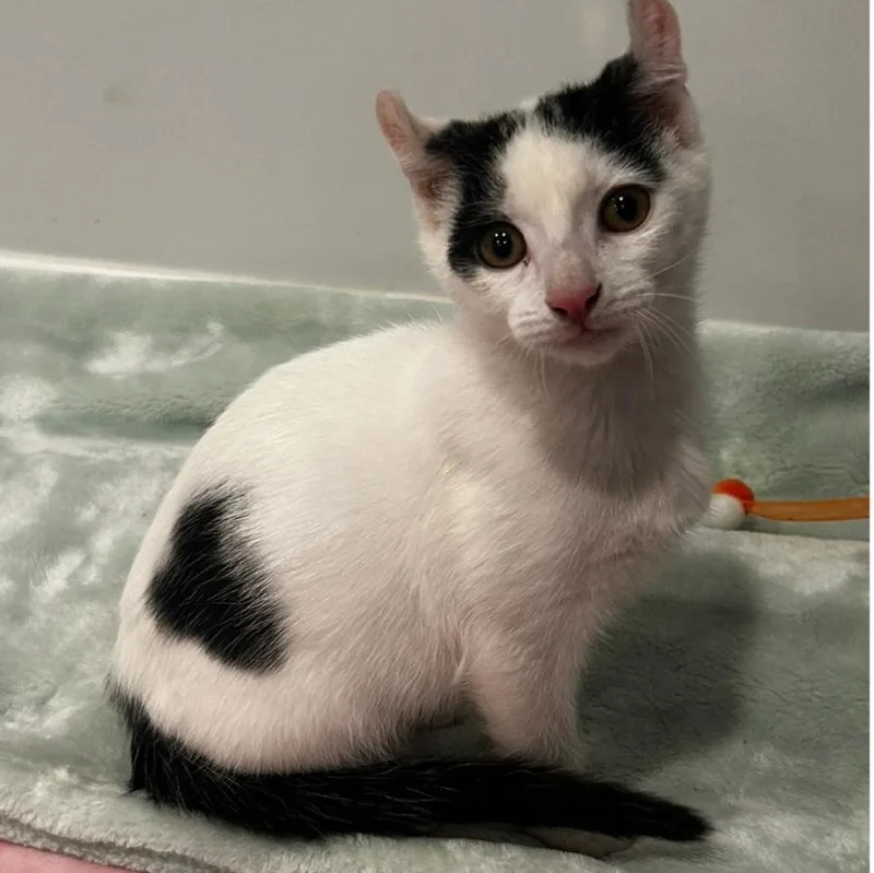 A baby medium-sized male White Domestic Short Hair cat named Versace for adoption in Washington, PA