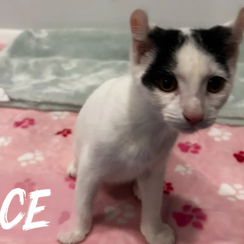 Versace thumbnail 2