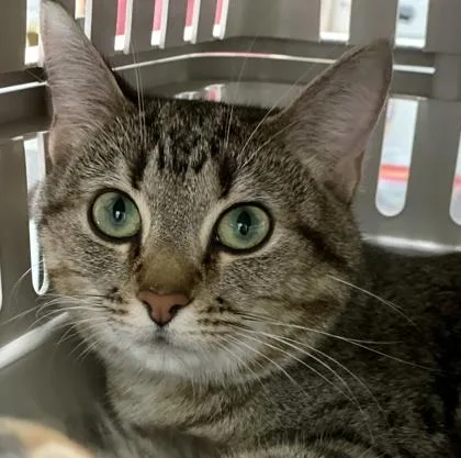 An adult medium-sized female Domestic Short Hair cat named Jilly Beans for adoption in Cincinnati, OH
