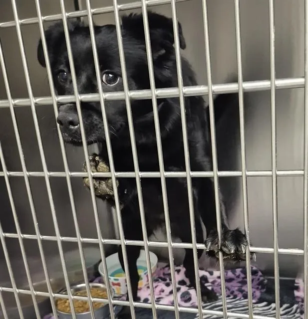 A young small-sized female Pug dog named Missy Elliot for adoption in Decatur, IL