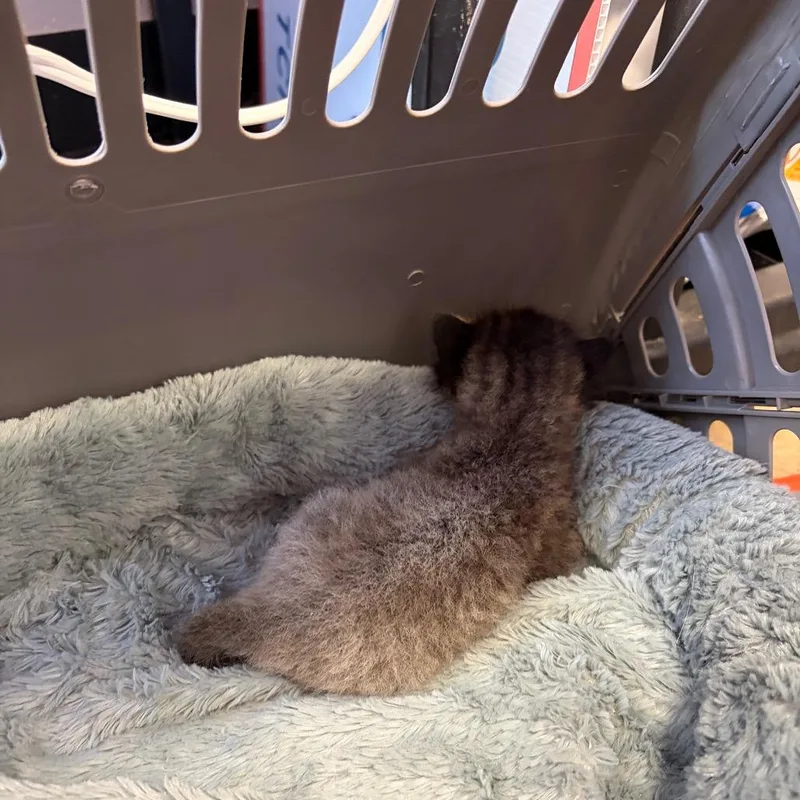 A baby small-sized male Brown / Chocolate Domestic Short Hair cat named Nini for adoption in Webster, TX