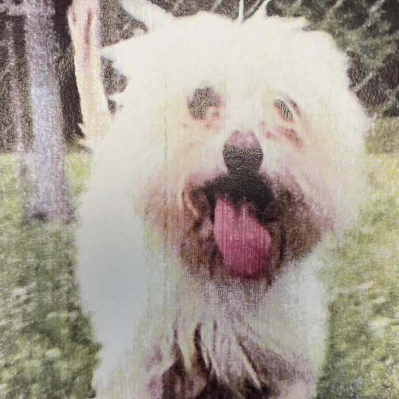 A senior small-sized male White / Cream Maltese dog named Ollie Orbit for adoption in LOXAHATCHEE, FL