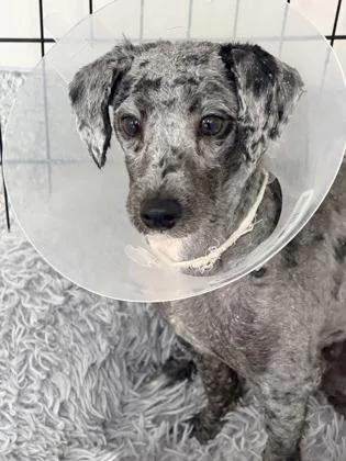 A young small-sized female Black Miniature Poodle dog named Tala for adoption in Annapolis, MD