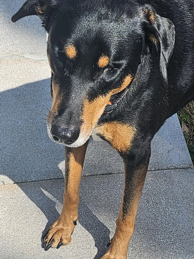 Marcelita thumbnail 2