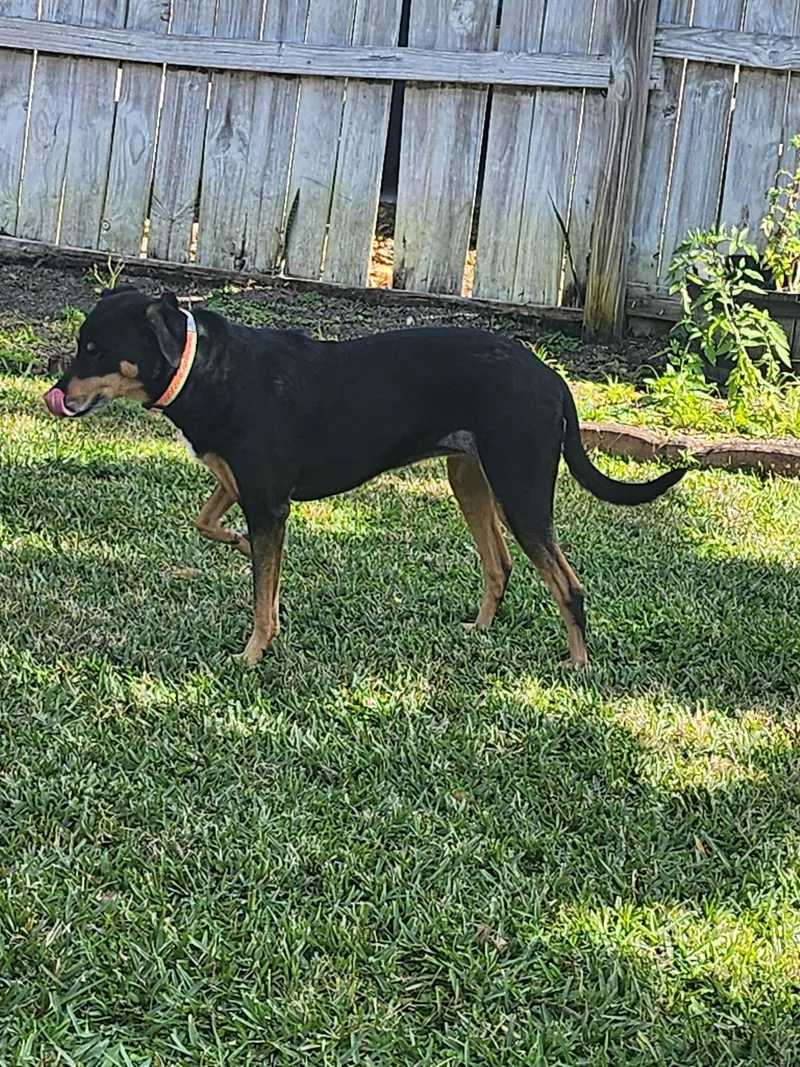 Marcelita thumbnail 3