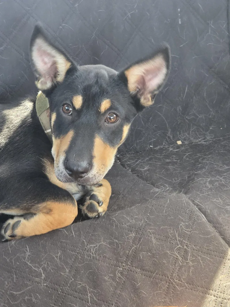 A baby medium-sized male Yellow / Tan / Blond / Fawn Pembroke Welsh Corgi dog named Tucker for adoption in Santa Clara, CA