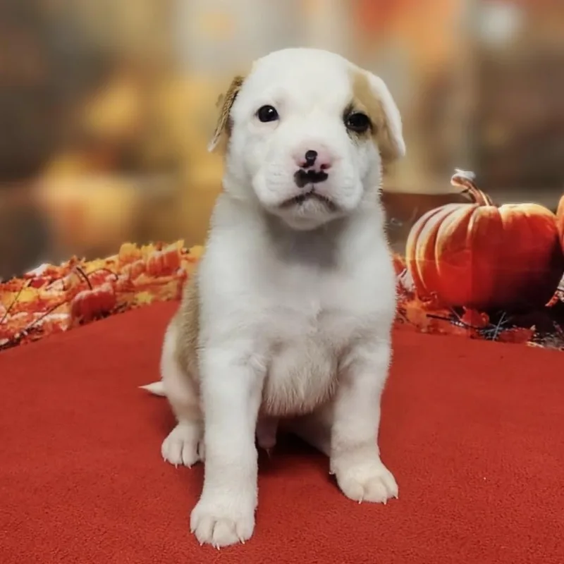 A baby medium-sized male White / Cream Hound dog named Carlton for adoption in Griswold, CT