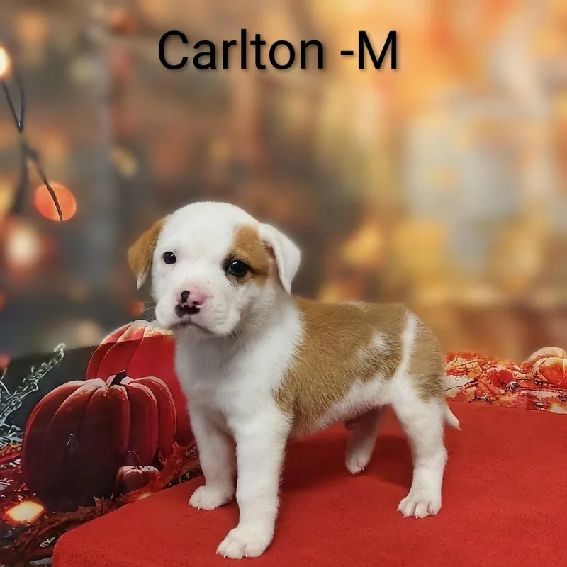 Carlton thumbnail 2