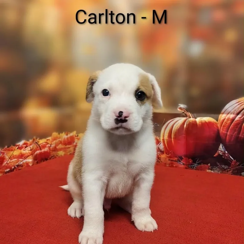 Carlton thumbnail 3