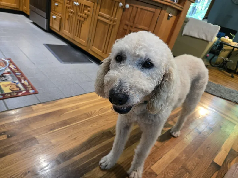 A young medium-sized male Apricot / Beige Standard Poodle dog named Norman for adoption in Raleigh, NC