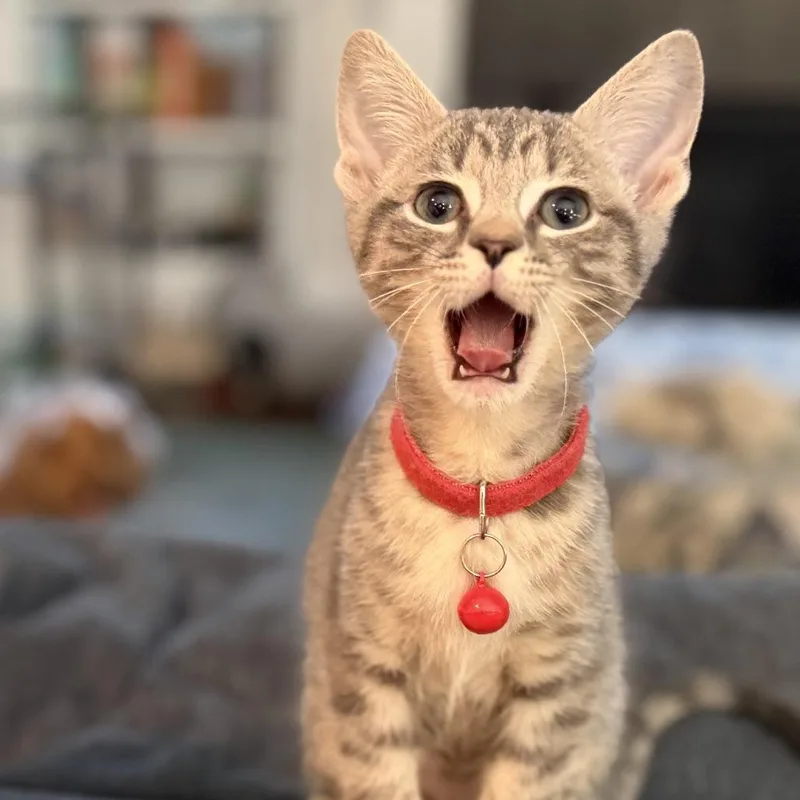 A baby small-sized male Domestic Short Hair cat named Wales for adoption in Charlotte, NC