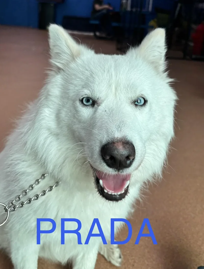 Prada thumbnail 2