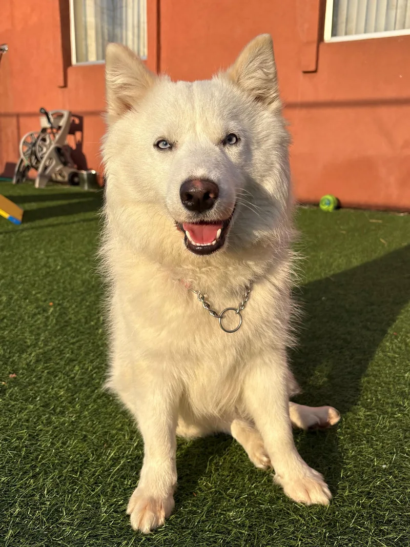 A young medium-sized female White / Cream American Eskimo Dog dog named Prada for adoption in Norwalk, CT