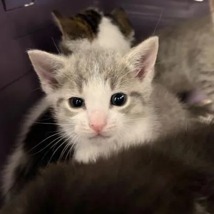 A baby small-sized male Gray / Blue / Silver Domestic Short Hair cat named Mickey for adoption in Marshall, VA